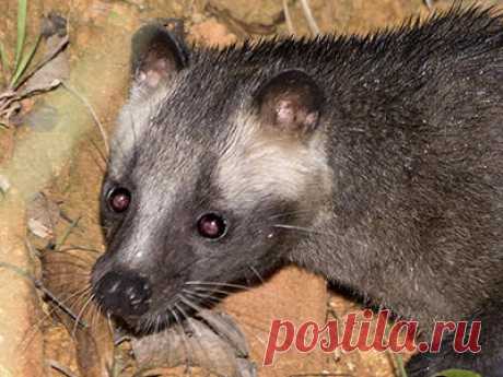 Masked Palm Civet - Paguma larvata