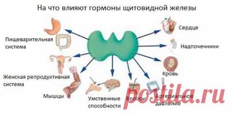 Тиреотропный гормон: Что это такое и за что отвечает