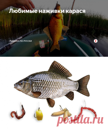Любимые наживки карася | Рыбалка по-русски | Яндекс Дзен