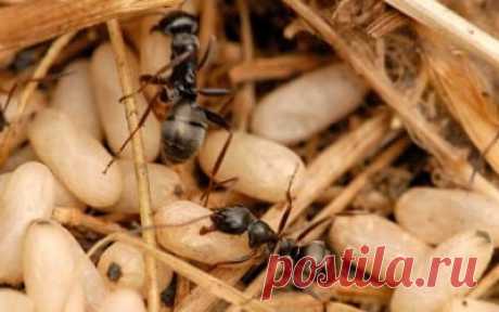 Снадобье против муравьёв на огороде | Редис