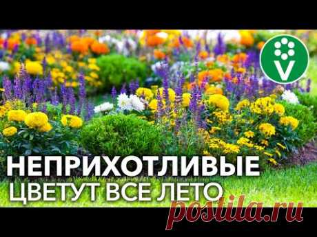 ЛЕНИВАЯ КЛУМБА! Лучшие однолетние цветы, которые непременно стоит посеять!