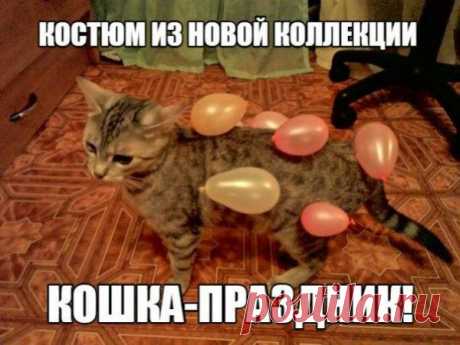 Пятничные котики