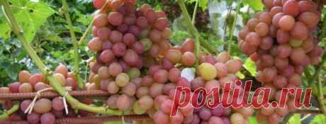 Виноград Румба: описание сорта с характеристикой и отзывами, особенности посадки и выращивания, фото