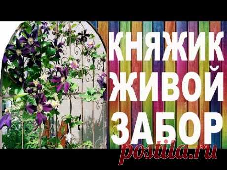 КНЯЖИК - ЖИВОЙ ЗАБОР – вертикальный сад от Nina Petrusha channel Clematis TV