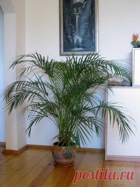 myflora.org.ua • Просмотр темы - Dypsis lutescens