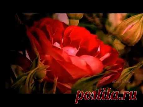 Oystein Sevag ♡ Lakki Patey ♡ Painfull Love - YouTube