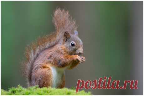 Red Squirrel - de eekhoorn, rode eekhoorn of gewone eekhoorn (Sciurus vulgaris) is de in Europa meest voorkomende eekhoorn. Een perfecte dag samen met Judith en Klaas in de Boshut Clinge in Zeeland ....., het was weer genieten, 👍!