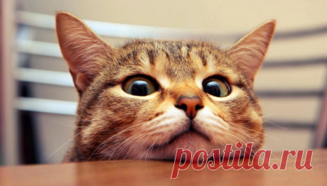 14 малоизвестных особенностей кошек, о которых знает мало владельцев питомцев | Тайган | Дзен
