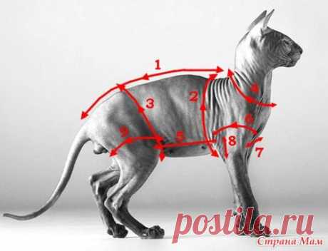 Как снимать мерки у кошки - Гардероб для наших любимых питомцев (собак, кошек) - Страна Мам