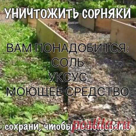 УНИЧТОЖИТЬ СОРНЯКИ