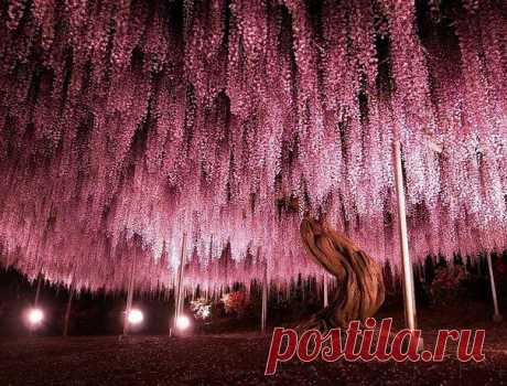 El árbol de 150 años de la glicina