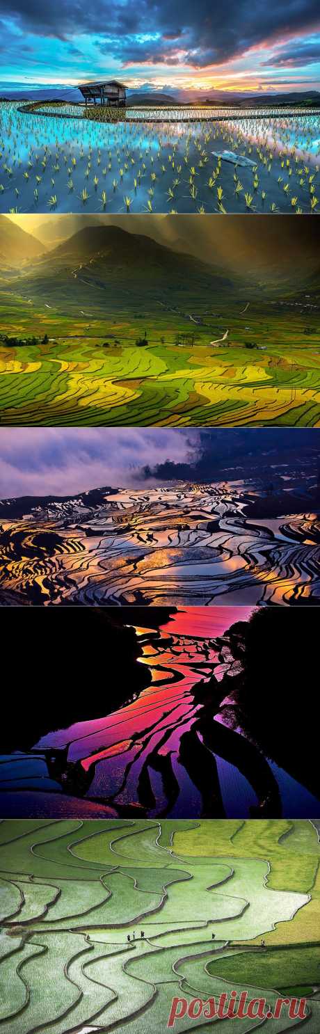 Рисовые поля на Дальнем Востоке. Красивые фотографии пейзажей | скроллекс.ру