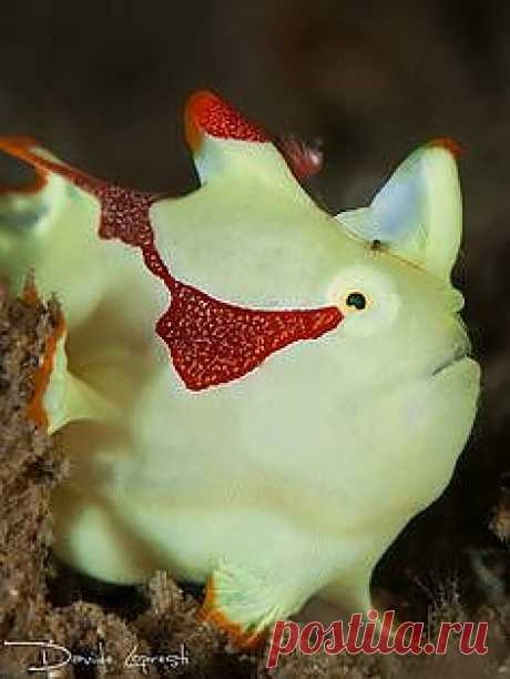 Yellow hispid frogfish | Under The Sea