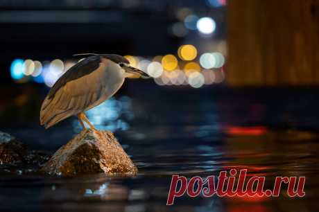 Птичий конкурс Bird Photographer of the Year 2021