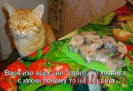 Без кота и жизнь не та ツ