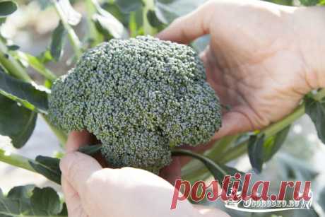 Капуста брокколи – выращивание от посева до сбора урожая + фото