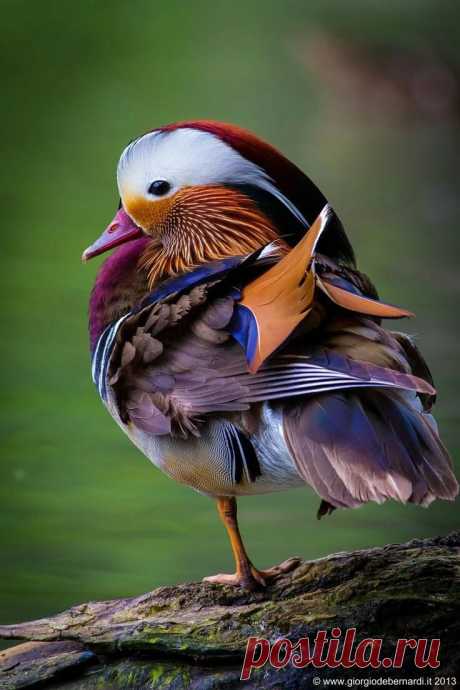 «Top model Amazing ✈ World - Dieren, Prachtige vogels en Kleurrijke vogels» — карточка пользователя Геннадий Балаев в Яндекс.Коллекциях