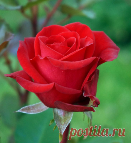 Мила — «Розы» на Яндекс.Фотках