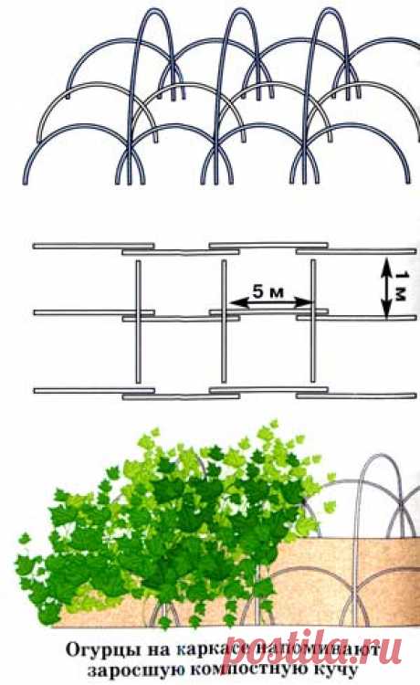 Выращивание огурцов на каркасе — 6 соток