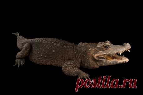 A Federally Endangered West African Dwarf Crocodile Osteolaemus Tetraspis At The Lincoln Childrens Zoo Stock Photo | Getty Images