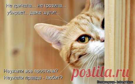 Новые прикольные котоматрицы | Приколы про котов :)