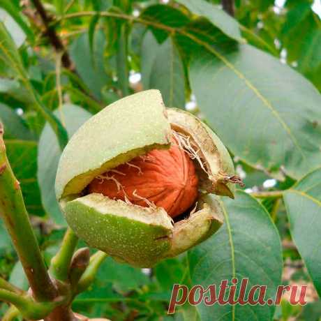 Лекарственное растение Орех грецкий (Juglans regia). Дерево высотой до 25 м с серой, с возрастом становящейся продольно-трещиноватой корой и шарообразной кроной. Листья перистые, с 7-9 обратнояйцевидными до эллиптических цельнокрайних листочков, которые могут быть длиной до 15 см. С нижней стороны опушены только уголки жилок, Мужские цветки появляются одновременно с молодыми листьями, они образуют 5-15-сантиметровые висячие сережки; женские цветки собраны по 2-3 на верхушках побегов.