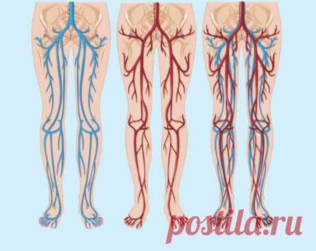 Упражнения улучшающие кровообращение в ногах. Налаживаем циркуляцию крови в нижних конечностях простыми упражнениями. | health and beauty | Яндекс Дзен