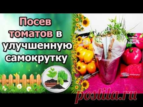 🍅СЕЕМ ТОМАТЫ В УЛУЧШЕННУЮ САМОКРУТКУ. РАССАДА ПО-МОСКОВСКИ, БЕЗ ЗЕМЛИ.