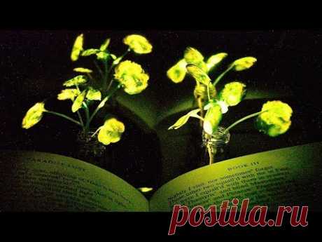 Светящиеся растения