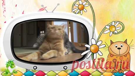 #Видео клип Смешные #коты и #кошки. Серия 8. Видео #клип Смешные коты и кошки - YouTube