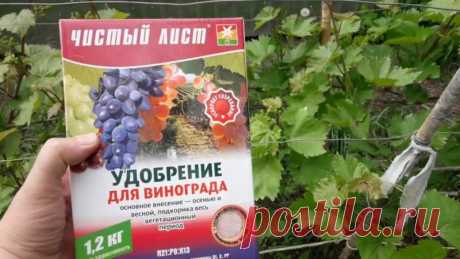 Полив винограда весной и подкормка, как часто поливать, чем удобрять и как сделать это правильно, каких ошибок избегать