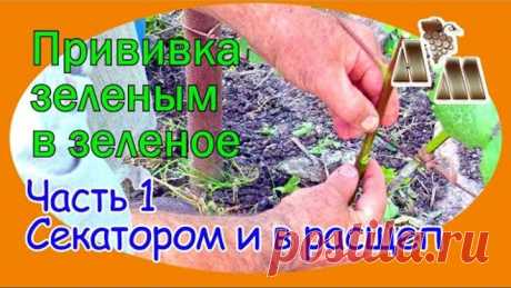 🍇 Прививка винограда зеленым в зеленое. Часть 1 - Прививка прививочным секатором и в ращеп.