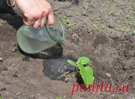 Два грамма на литр воды. Простая подкормка для любой рассады