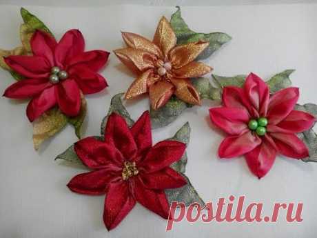 NOCHEBUENA SUPREMA(Poinsettia Supreme)