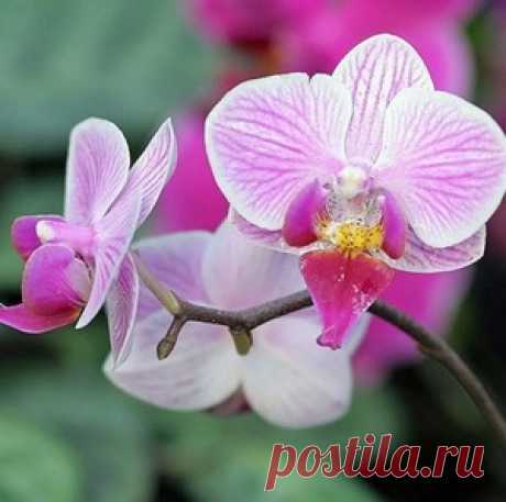Орхидея домашняя – уход советы для пышного цветения