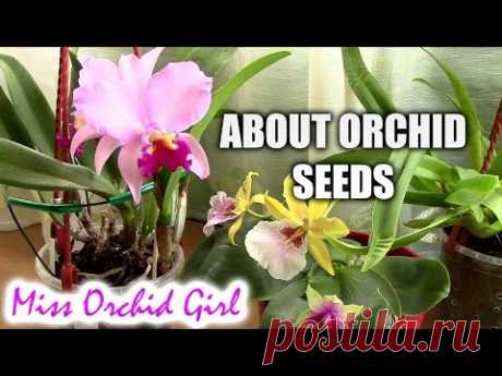 Orchid seeds - What you need to know - Casual Sundays