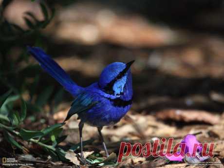 Блестящий расписной малюр (Malurus splendens) - эндемик Австралии. Автор фото: R | postila.ru/post/category/shopping