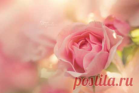 Фото Розовая роза (Фотограф Тайгерлун / Photographer Taygerlun)