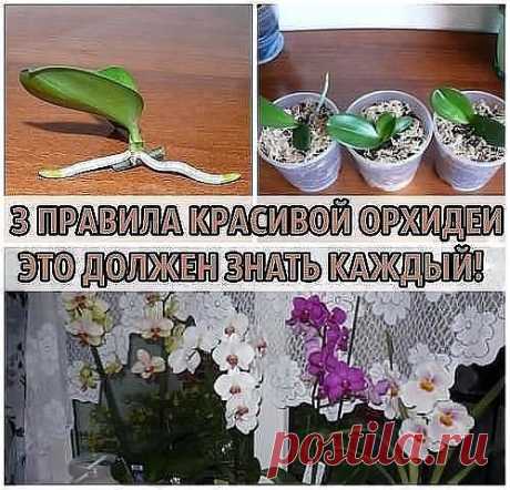 (56) Одноклассники