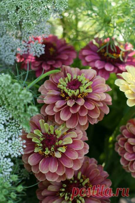 Zinnia Queen Red Lime Explore Erin Benzakein / Floret Flower Farm's photos on Flickr. Erin Benzakein / Floret Flower Farm has uploaded 1127 photos to Flickr.