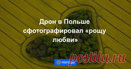 Дрон в Польше сфотографировал «рощу любви» Завораживающий снимок.