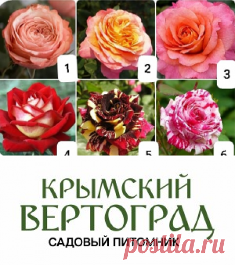 Garden nursery-mother plant of rose and tree seedlings in Crimea