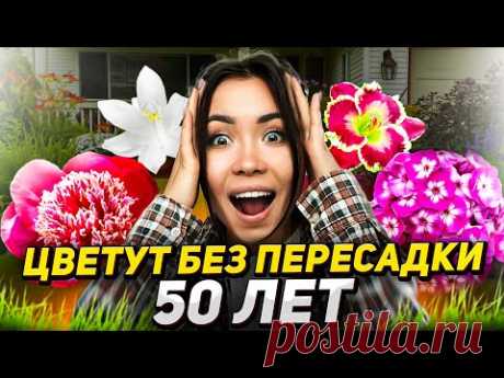 🌼ДЕСЯТИЛЕТИЯМИ без пересадок: 15 долгоживущих цветов!