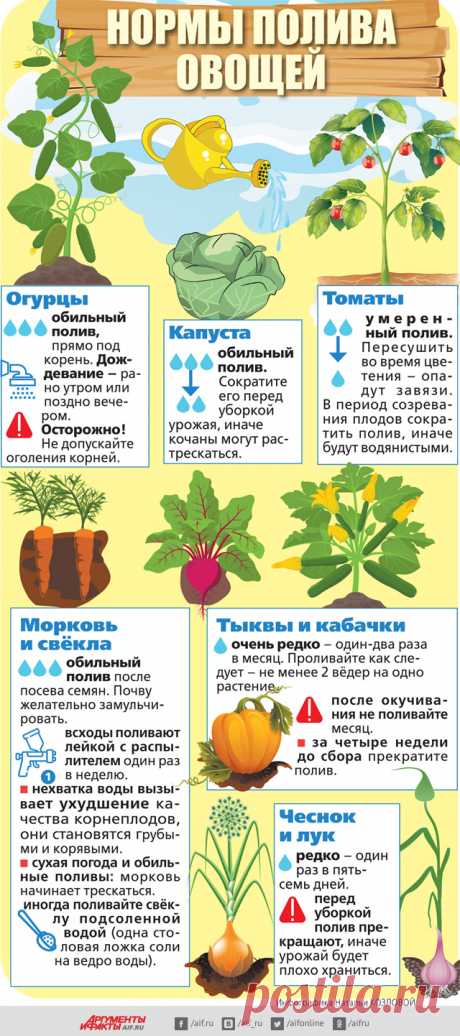 Работа над ошибками. Поливаем огород правильно | Огород | Дача | Аргументы и Факты