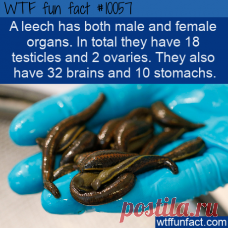 WTF Fun Fact – Leech Private Parts &amp;#8211; Top Best Celebrity Blogs