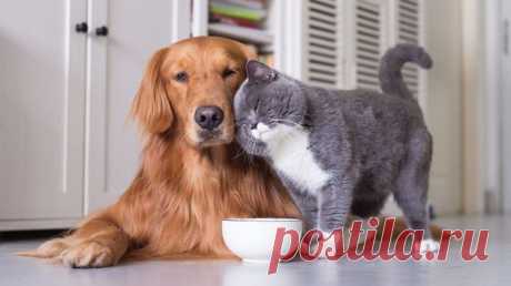 Смешные фото дружбы кошек и собак | Кошки и собаки Пульс Mail.ru