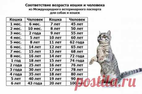 Возраст кошки по человеческим меркам, сравнение с человеком