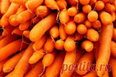 Лучшие сорта моркови | Образцовая Усадьба