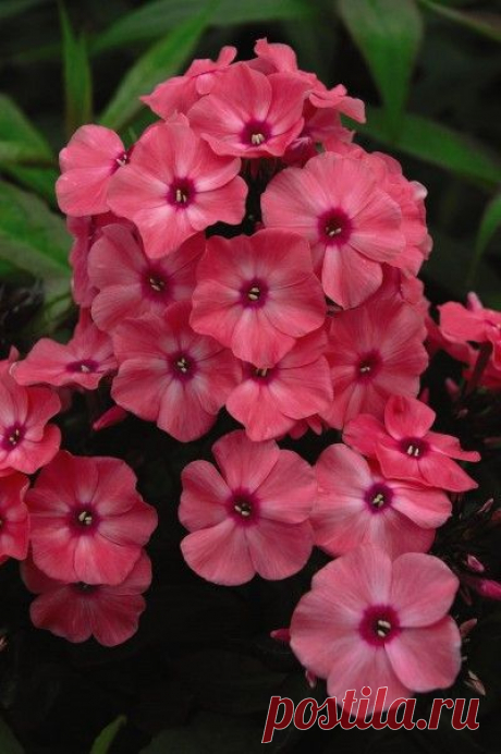 Phlox