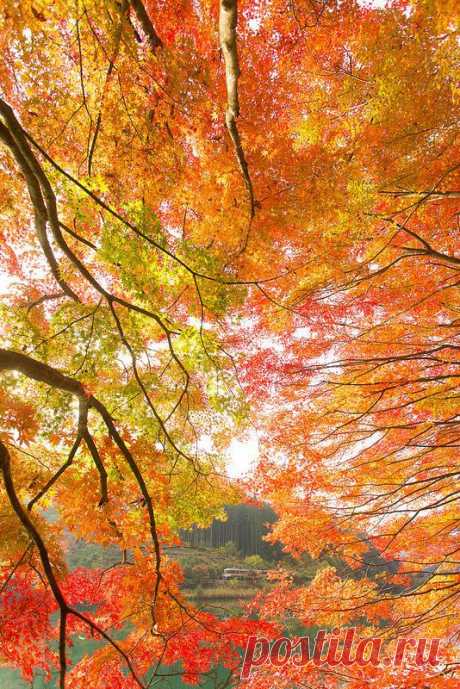 Autumn  | 秋の高山線 от пользователя Tatsuro Sekido на Flickr: Discover and save creative ideas